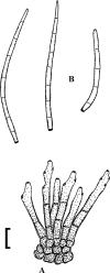Fig. 72.