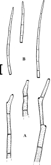 Fig. 39.