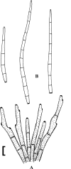 Fig. 83.