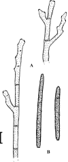 Fig. 67.