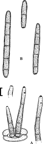 Fig. 125.
