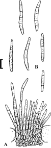 Fig. 9.