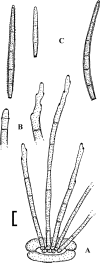 Fig. 41.