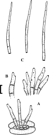 Fig. 75.