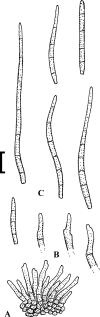 Fig. 47.