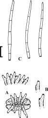 Fig. 85.