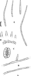 Fig. 80.