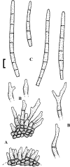 Fig. 48.