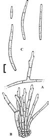 Fig. 99.