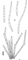 Fig. 21.