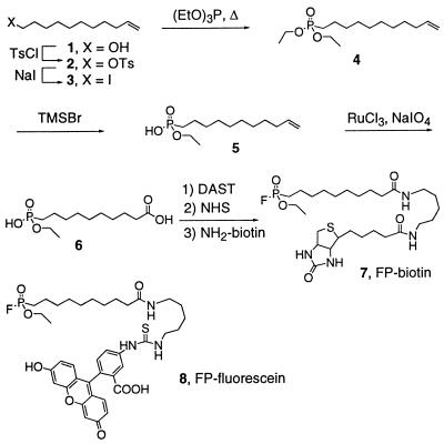 Scheme 1