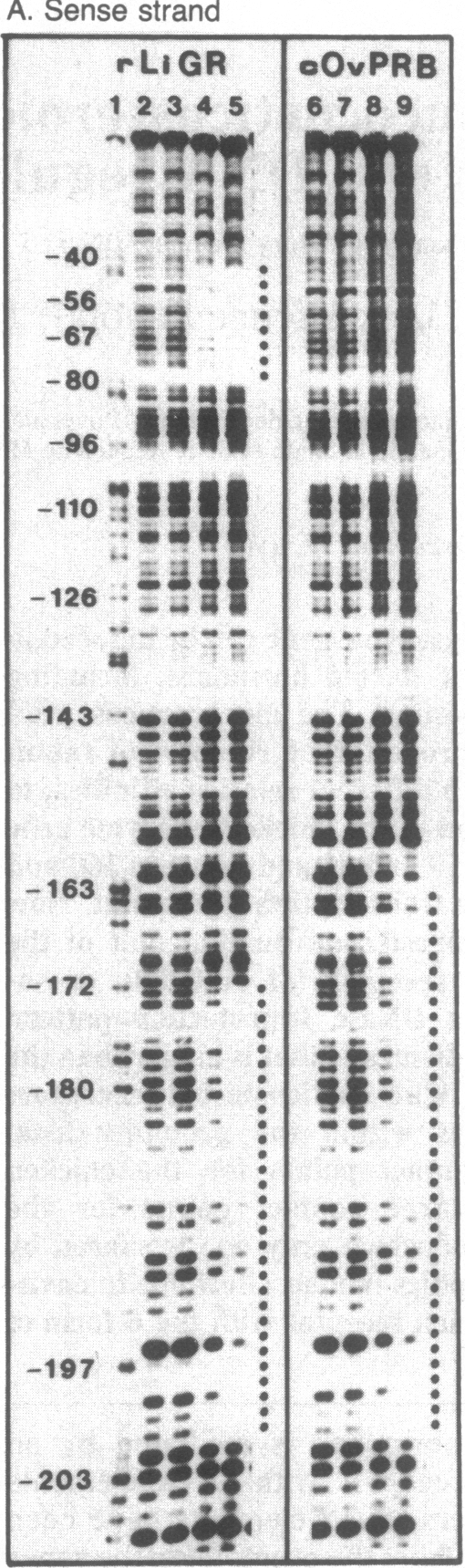 graphic file with name pnas00313-0048-b.jpg