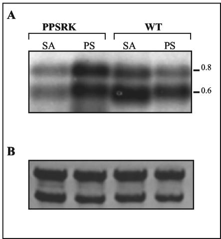 FIG. 8.