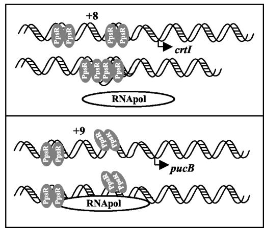 FIG. 11.