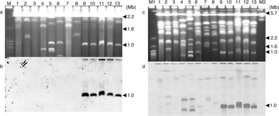 FIG. 1.