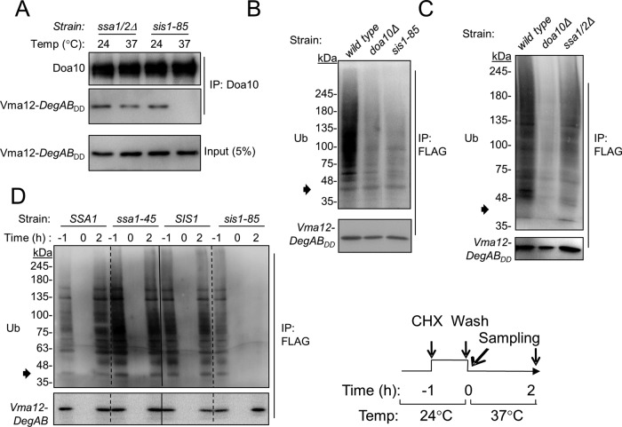 FIGURE 3: