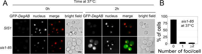 FIGURE 6: