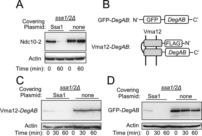 FIGURE 1: