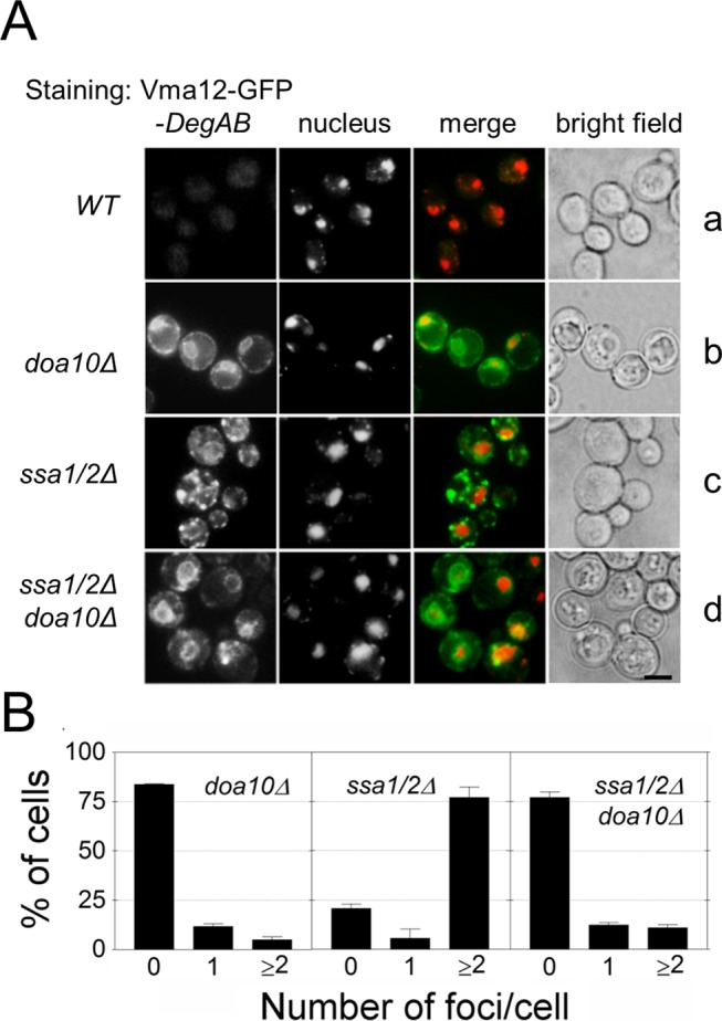 FIGURE 4: