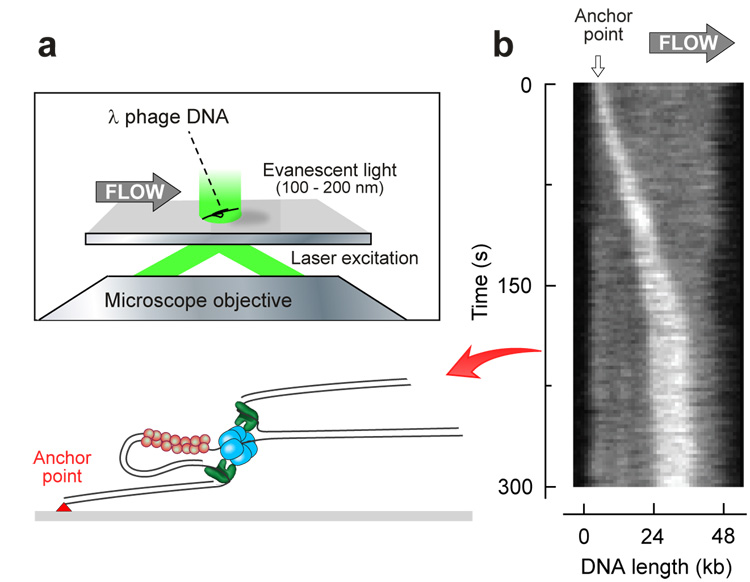 Fig. 2