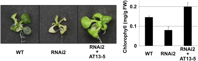 Fig. 5.