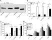 Figure 3—figure supplement 1.