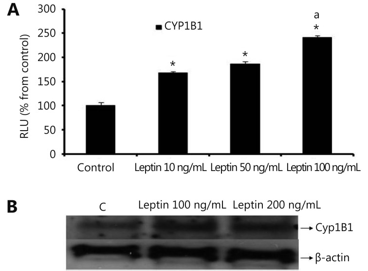 (A) Luciferase reporter gene assay. The cells were stably transfected with reporter plasmids containing CYP1B1 promoters. After treatment with different doses of leptin, luciferase production was analyzed 48 h later. (B) Western blot analysis. CYP1B1 protein levels were determined 72 h after treatment with different doses of leptin. * indicates significant difference of leptin treated cells compared to control at <italic>P</italic> &lt; 0.05 using unpaired <italic>t</italic>-test. “a” indicates significant difference of cells treated with 100 ng/mL leptin compared with those treated with 10 ng/mL or 50 ng/mL using ANOVA.