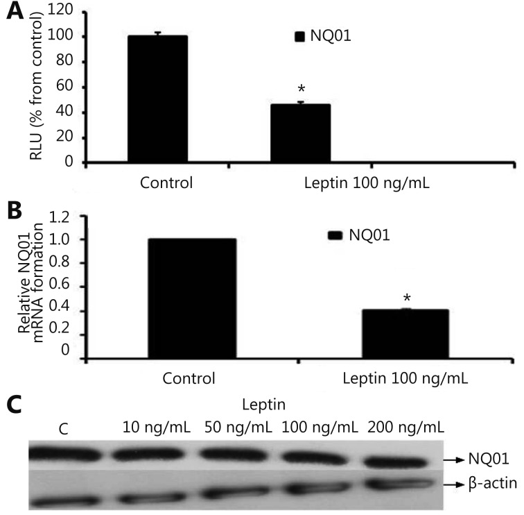 (A) Luciferase reporter gene assay. The cells were stably transfected with reporter plasmids containing NQO1 promoters. After treatment with leptin (100 ng/mL), luciferase production was measured 48 h later. (B) Real time RT-PCR analysis. The cells were treated with leptin (100 ng/mL) for 24 h followed by total RNA isolation from the cells, and the NQO1 mRNA expression was determined by real time RT-PCR. The threshold cycle value of NQO1 was normalized based on that of GAPDH. (C) Western blot analysis. NQO1 protein levels were determined 72 h after treatment with different doses of leptin. * indicates significant difference of leptin treated cells compared to control at <italic>P</italic> &lt; 0.05 using unpaired <italic>t</italic>-test.