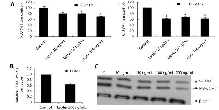 (A) Luciferase reporter gene assay. The cells were stably transfected with reporter plasmids containing COMTP1 (i) and COMTP2 promoters (ii). After treatment with different doses of leptin, luciferase production was analyzed 48 h later. Results represent the Mean±SEM of two experiments. (B) Real time RT-PCR analysis. The cells were treated with leptin (100 ng/mL) for 24 h followed by total RNA isolation from the cells and COMT mRNA expression was determined by real time RT-PCR. The threshold cycle value of COMT was normalized based on that of GAPDH. Results represent the Mean±SEM of 2 experiments. (C) Western blot analysis. Both S-COMT and MB-COMT protein levels were determined 72 h after treatment with different doses of leptin. * indicates significant difference of leptin treated cells compared to control at <italic>P</italic> &lt; 0.05 using unpaired <italic>t</italic>-test.