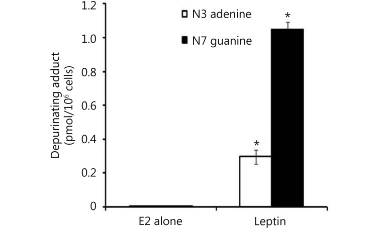 Cells were grown in serum free media and treated with E2 (10 nM) alone or with leptin (5 ng/mL) for 48 hours. The media were collected for DNA adducts analysis by HPLC. * indicates significant difference of treated cells compared to control at <italic>P</italic> &lt; 0.05 using unpaired <italic>t</italic>-test.