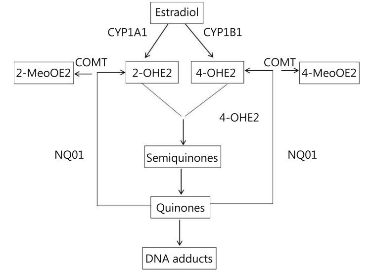 These catechols undergo further oxidation into semiquinones and quinones that react with DNA to form depurinating adducts leading to mutations associated with breast cancer. NQO1 reduces these quinones back to catechols which are detoxified into methoxy derivatives by the action of COMT which protects the cells against DNA adducts formation and lowers the potential for mutagenic damage. Used with permission from Ref.<xref ref-type="bibr" rid="b9">9</xref>.