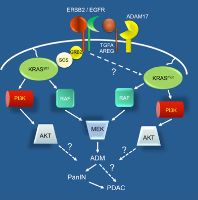 graphic file with name oncotarget-03-1262-g001.jpg