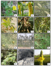 Fig. 2