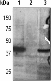 FIG. 5.