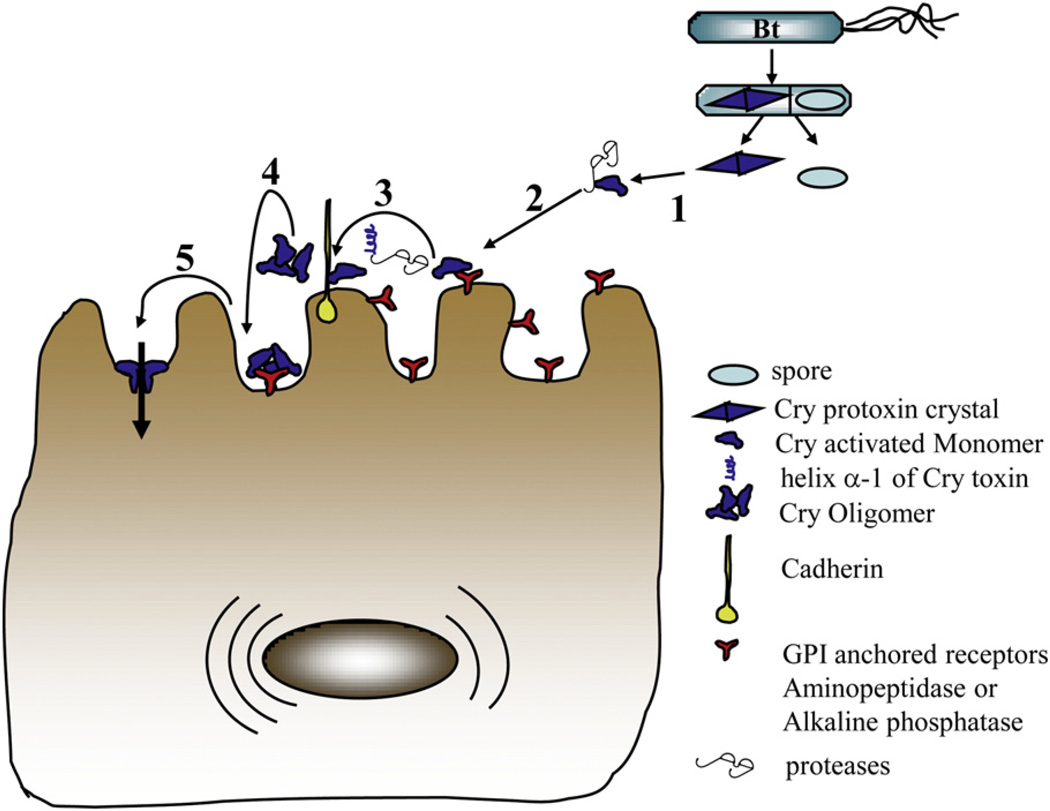 Fig. 3