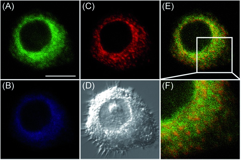 Fig. 3