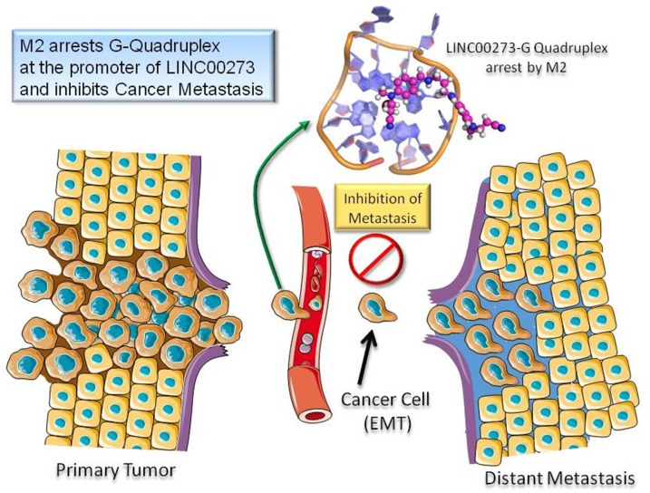 M2 inhibits cancer metastasis by binding to G-quadruplex structure at the promoter of LINC00273