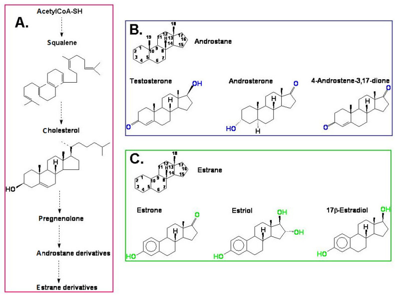 Estrogens and Androgens in Plants: The Last 20 Years of Studies - PMC