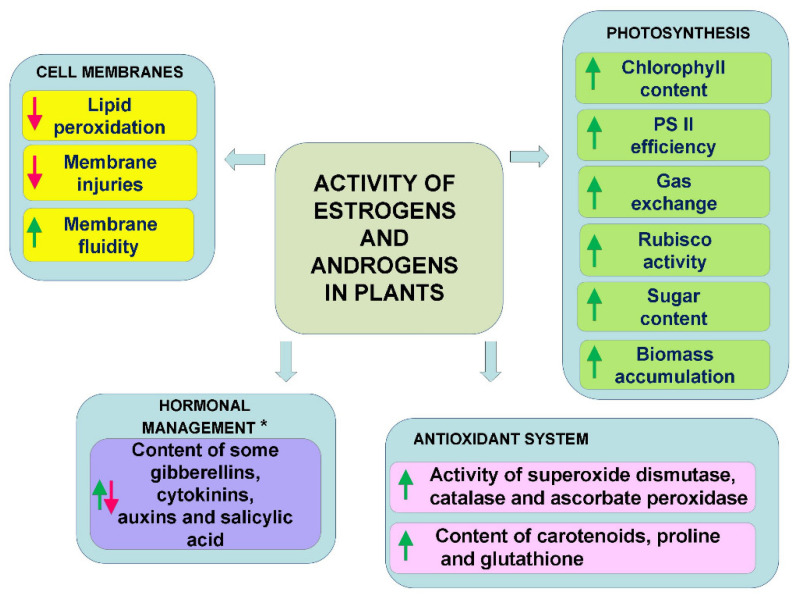 Estrogens and Androgens in Plants: The Last 20 Years of Studies - PMC