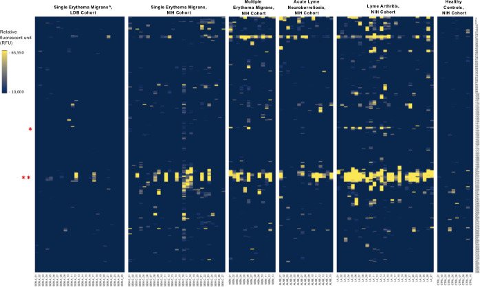 Heatmap of RFU across different cohorts: single erythema migrans, multiple erythema migrans, acute Lyme neuroborreliosis, Lyme arthritis, and healthy controls. Labels along the x-axis represent different markers or samples.