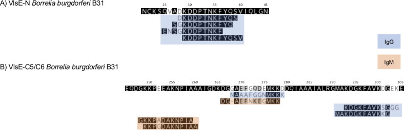 Sequences of Borrelia burgdorferi B31 with highlighted regions of IgG and IgM reactivity. Sequences are labeled VlsE-N and VlsE-C5/C6, with numbered positions along the top. Overlapping regions indicate areas of the immune response.