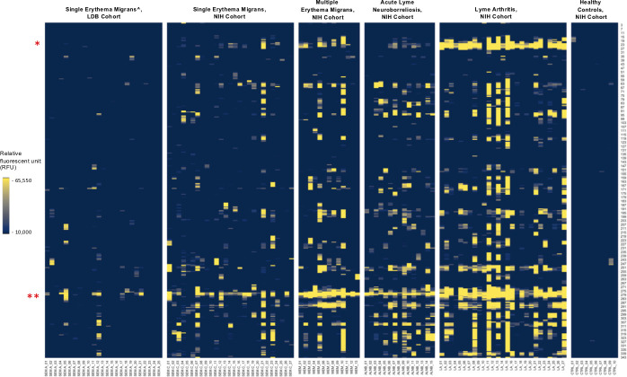 Heatmap depicts RFU levels across cohorts: single erythema migrans, multiple erythema migrans, acute lyme neuroborreliosis, Lyme arthritis, and healthy controls. Two asterisks highlighting specific rows on the left.