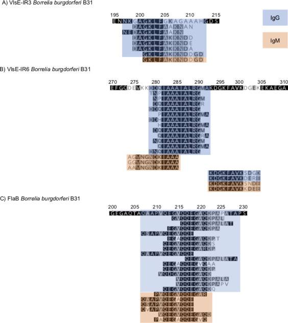 Overlapping colored sequences of amino acids from Borrelia burgdorferi B31. Sequences are annotated with IgG and IgM markers, highlighting regions of immune reactivity. Numbered positions along the sequences are labeled.