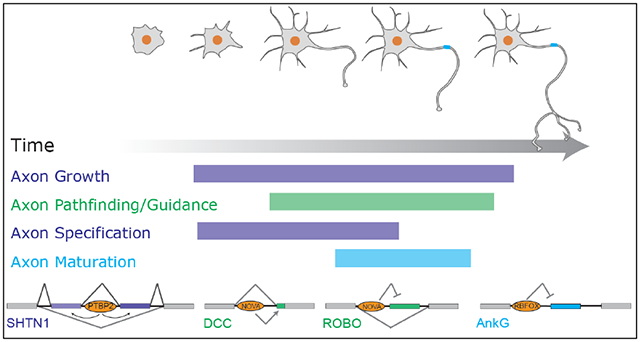 Alternative splicing programming of axon formation - PMC