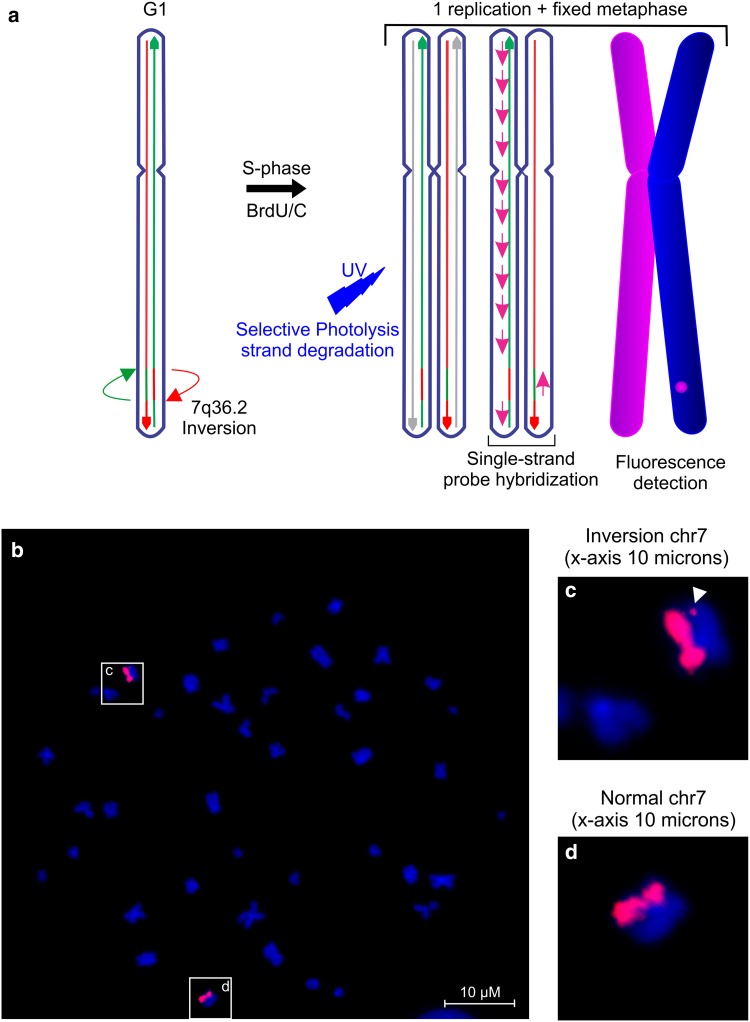 Fig. 3