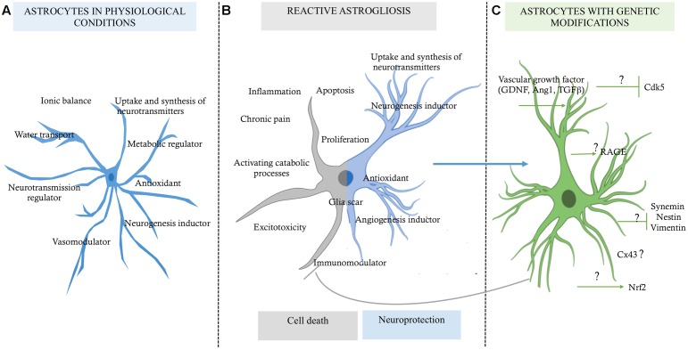 FIGURE 1