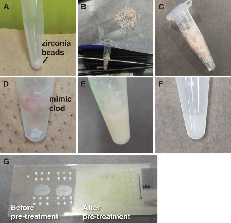 Fig. 1. Sample preparation protocol. (A) Weigh zirconia beads in a 1.5-mL tube. (B) Collect the trimmed pieces. (C) Weigh the collected trimmed pieces. (D) Add 50 µL of ultrapure water to 10 mg of trimmed pieces. (E) Mimic tissue after mixing with a vortex mixer. (F) Mixture of mimic tissue and standard solution. (G) 0.5 µL spot on ITO glass (left), after derivatization reagent and matrix sprayed with an airbrush (right). ITO, indium–tin–oxide.