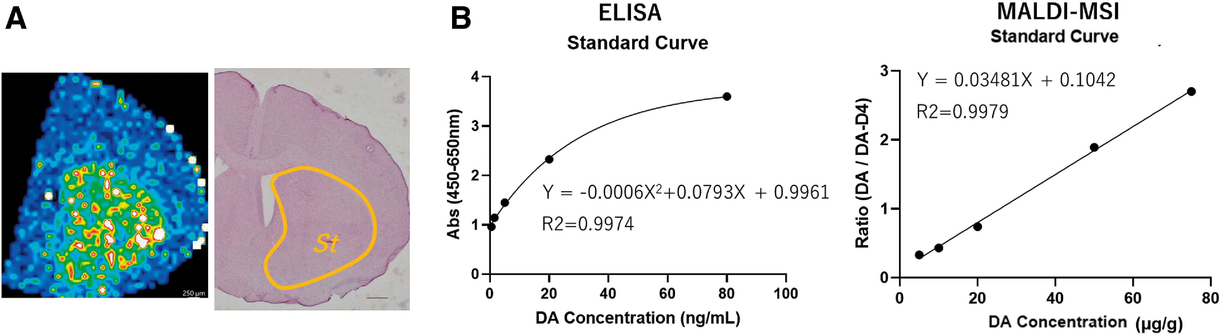 Fig. 5. MSI results and TPP-DA determination in mouse brain St. DA-d4 was used as the IS for DA. (A) MSI results are MS images obtained after the calculation of TPP-DA/TPP-DA-d4 using the analysis software IMAGEREVEAL (Shimazu, Kyoto, Japan). (B) Quantitative values for ELISA kits. This ELISA kit is a competitive ELISA. Two-dimensional fitting was used because it is generally recommended to use a four-parameter logistic curve, as the competing method results in an inverse sigmoid curve. (C) Quantitative values for MALDI-MSI with IS. DA, dopamine hydrochloride; DA-d4, dopamine-d4 hydrochloride; ELISA, enzyme-linked immunosorbent assay; IS, internal standard; MALDI, matrix-assisted laser desorption/ionization; MS, mass spectrometry; MSI, mass spectrometry imaging; St, striatum; TPP, triphenylpyrylium tetrafluoroborate.