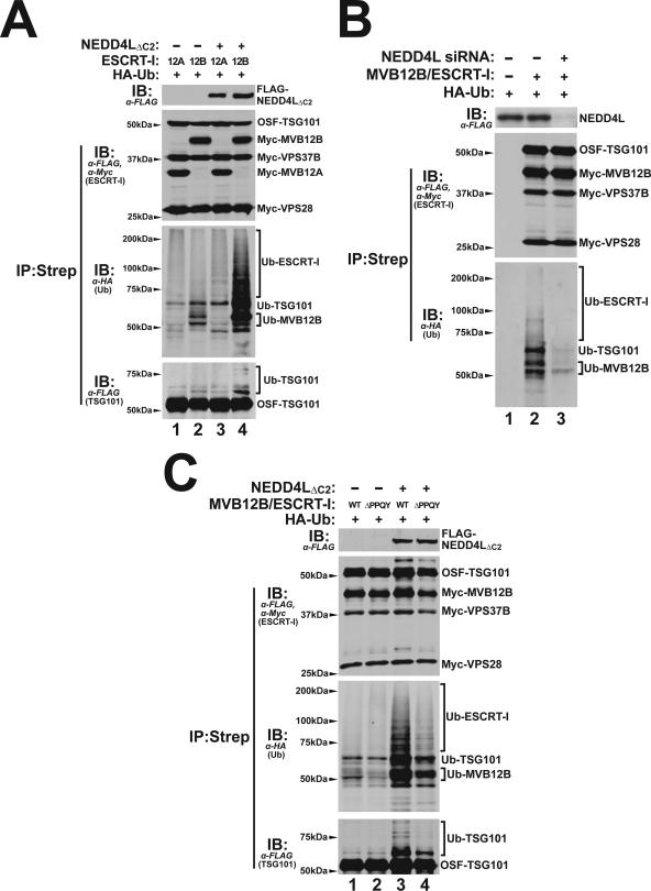 FIG. 7.