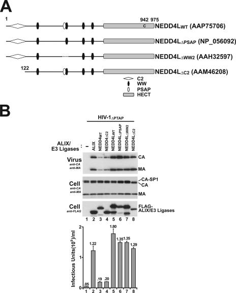 FIG. 2.